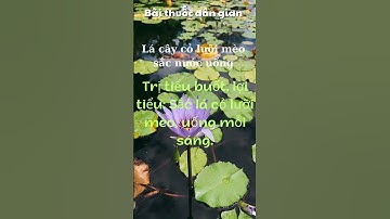 Lá cây cỏ lưỡi mèo sắc nước uống