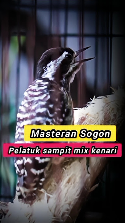 MASTERAN SOGON MATERI PELATUK SAMPIT MIX KENARI