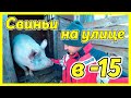 ДЕРЖИМ СВИНЕЙ НА МОРОЗЕ. Уличное содержание свиней.