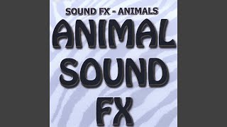 Video thumbnail of "Sound FX - Dog Howling, Pantimg , Crying Animal"