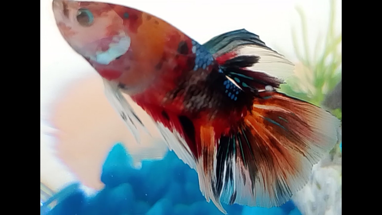 Siam (the name of my 2nd Betta Fish) - @ Day 1