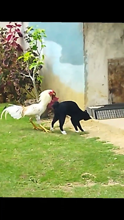 Ayam jantan Vs Kucing Jantan  #cat #catlover #catshorts