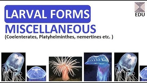 LARVAL FORMS - 4 MISCELLANEOUS (coelenterates, Platyhelminthes, nemertines etc.)[ZOOSQUARE]