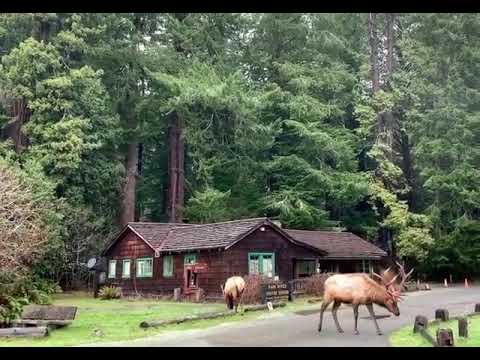 Roosevelt elk roam about Redwood NSP visitor center