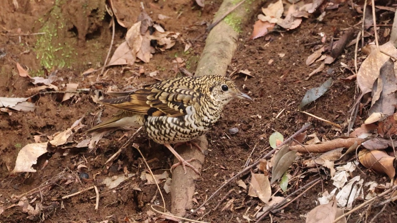 トラツグミCのダンシング採餌