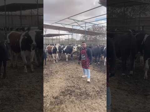 مزرعه حضرموت عنتر