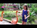 Flamingo Feeding Frenzy! | Whitney Bjerken