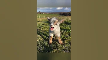 Goat Baby Foryou Goat Youtubeshorts Youtube Shortvideo Subscribe 