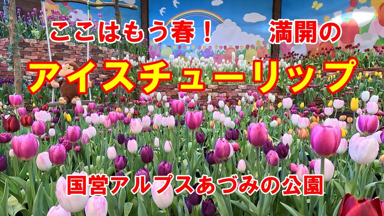 【長野　安曇野】アイスチューリップって何？冒頭の2027年を2026年2月に訂正します、