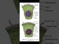 important figure of dicot root or monocot root #gk #viral #english #trending #education #figure