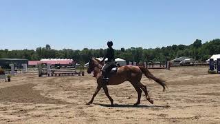 Da Vinci - Saratoga Horse Show