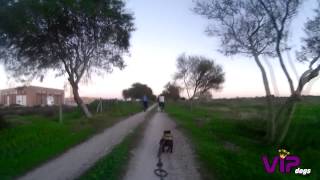 Bikejoring Staffordshire Bull Terrier
