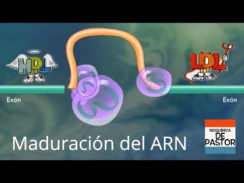 Video: ¿Cómo funciona el empalme de ARNm?