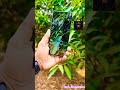 Vivo X100 ultra 5G new phone unboxing short viral video full curved display phone ||Tech divyanshu
