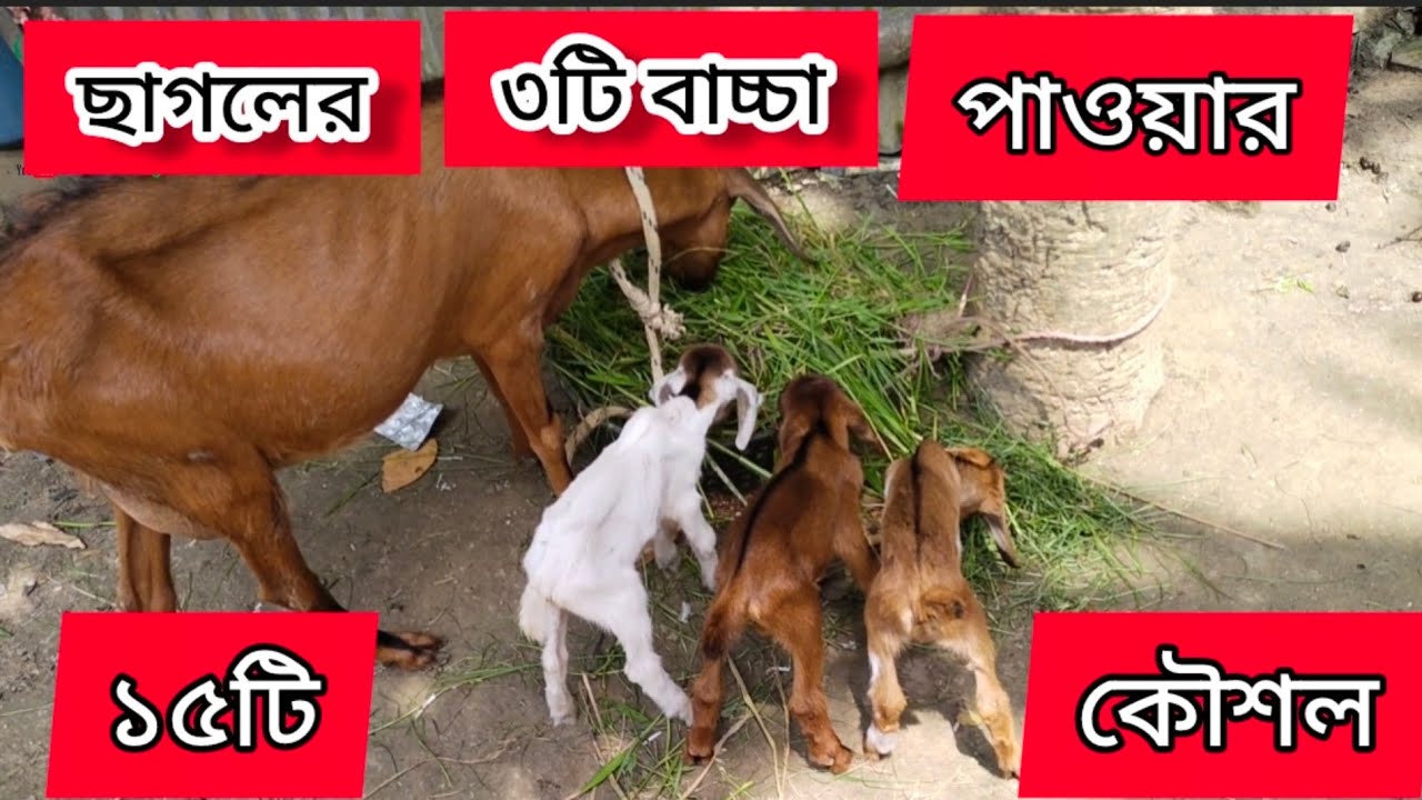 15 советов, как получить 3 козлят от коз || Козоводство || Козоводство || Kazi143 Bangla