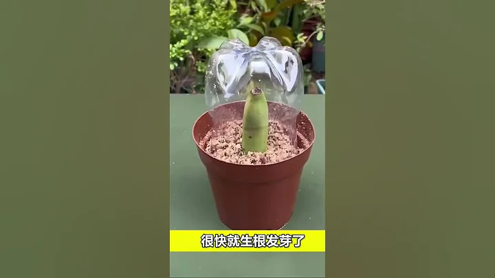 香蕉种植法 - 天天要闻