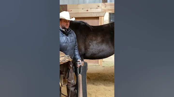 How to Saddle a Tall Horse #basichorsestuff - DayDayNews