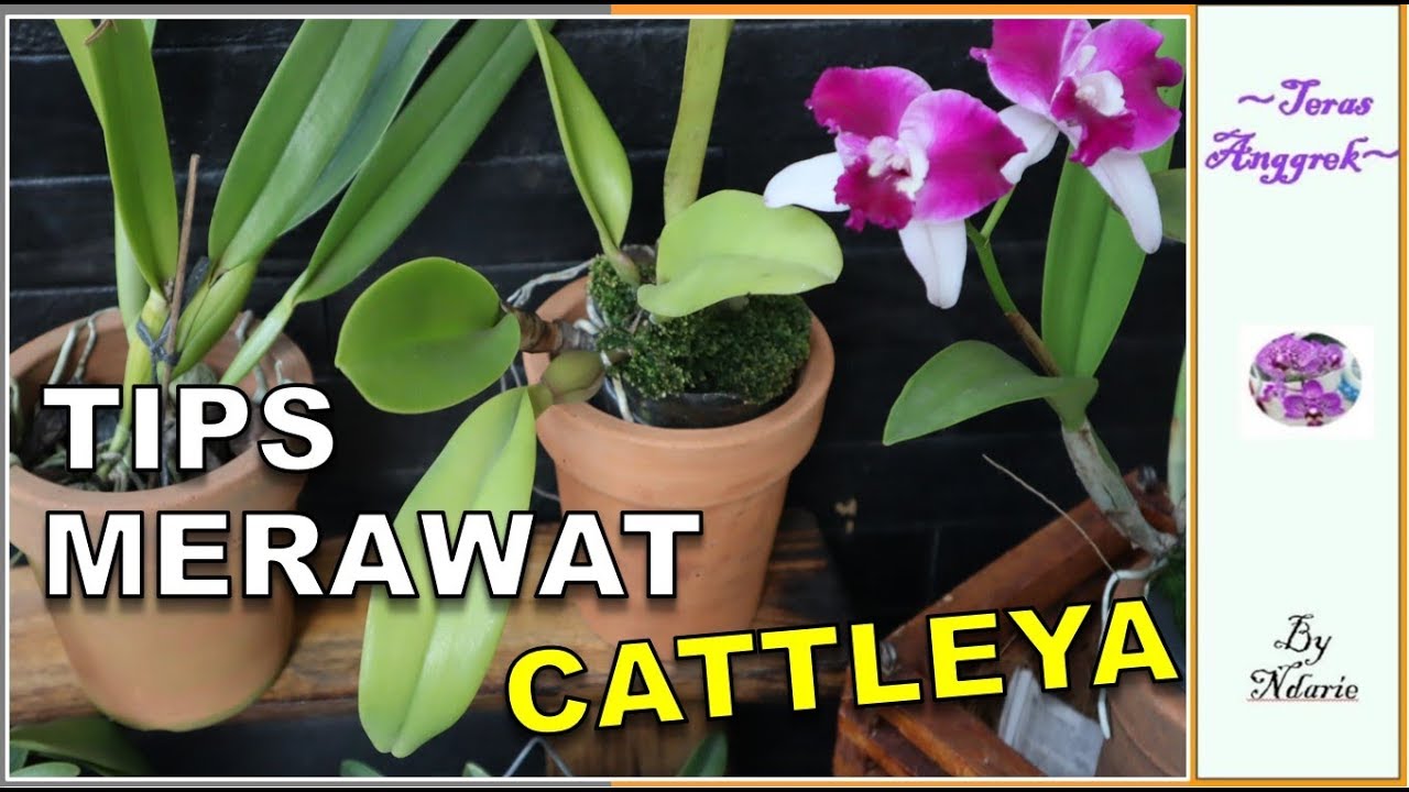 TEKNIK DASAR PERAWATAN CATTLEYA