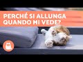 Perchè il MIO GATTO SI STIRACCHIA quando MI VEDE? 🐈 7 Motivi!