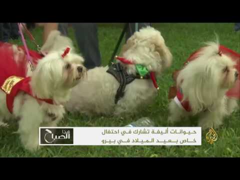 هذا الصباح - بيرو.. حيوانات أليفة تشارك باحتفال عيد الميلاد