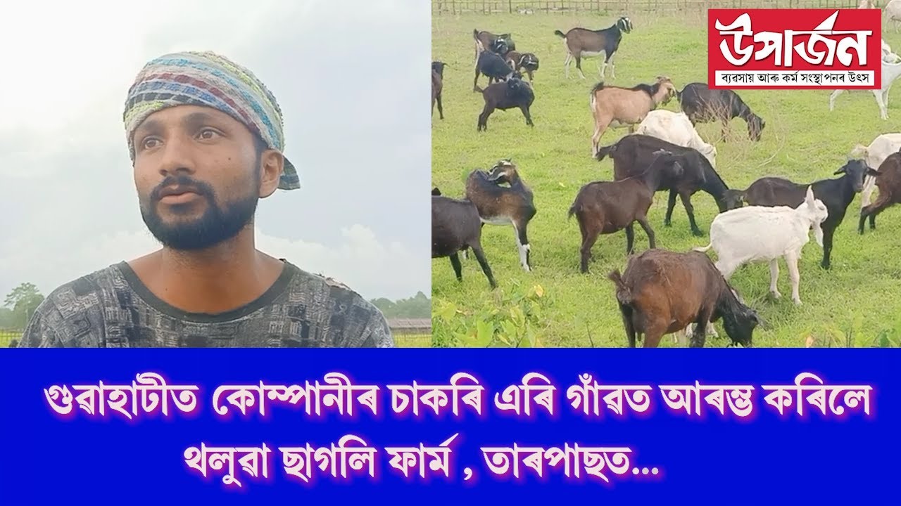 কোম্পানীৰ চাকৰি এৰি গাঁৱত আৰম্ভ কৰিলে থলুৱা ছাগলী ফাৰ্ম | Goat Farming In Assam