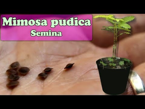 Video: Come Coltivare La Mimosa Timida