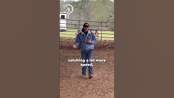 Building Confidence With Cows! Part 1! | The Horse Guru-Michael Gascon