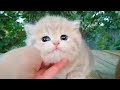 😍 Too Much Cuteness Kitten | Cutie Pie