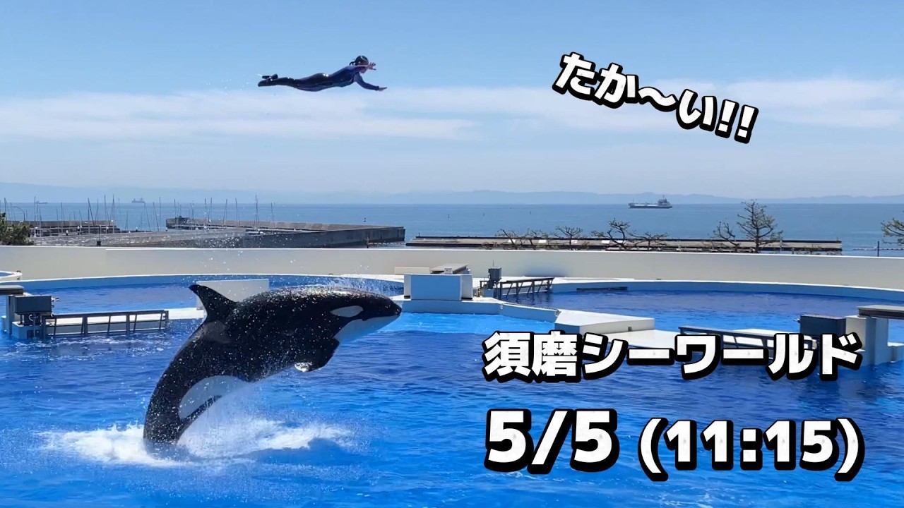 【値下げ×】スワロフスキー　オルカ　シャチ　オブジェ【廃盤】 Amazon.co.jp: 鴨川シーワールド orca シャチコレクション : おもちゃ