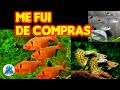 Nuevos peces en los acuarios