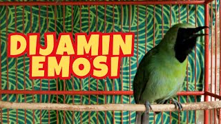 DIJAMIN langsung GACOR dan EMOSI cucak ijo anda dengan PANCINGAN ini