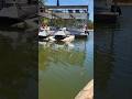 Wake Bait Spotted Bass Fishing Lake Lanier