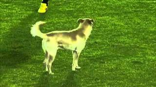Cachorro invade o campo e dribla jogadores ao som do olé da torcida .mov