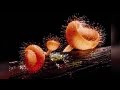 NikonClub Thailand Tutorials - Advanced Photography (ตอนที่ 20 - เทคนิคการใช้เลนส์ Macro)