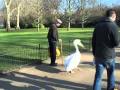 Pelican in St James's Park, London
