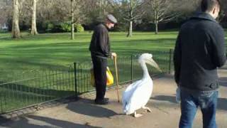 Pelican in St James's Park, London