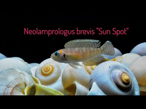 Neolamprologus brevis F0