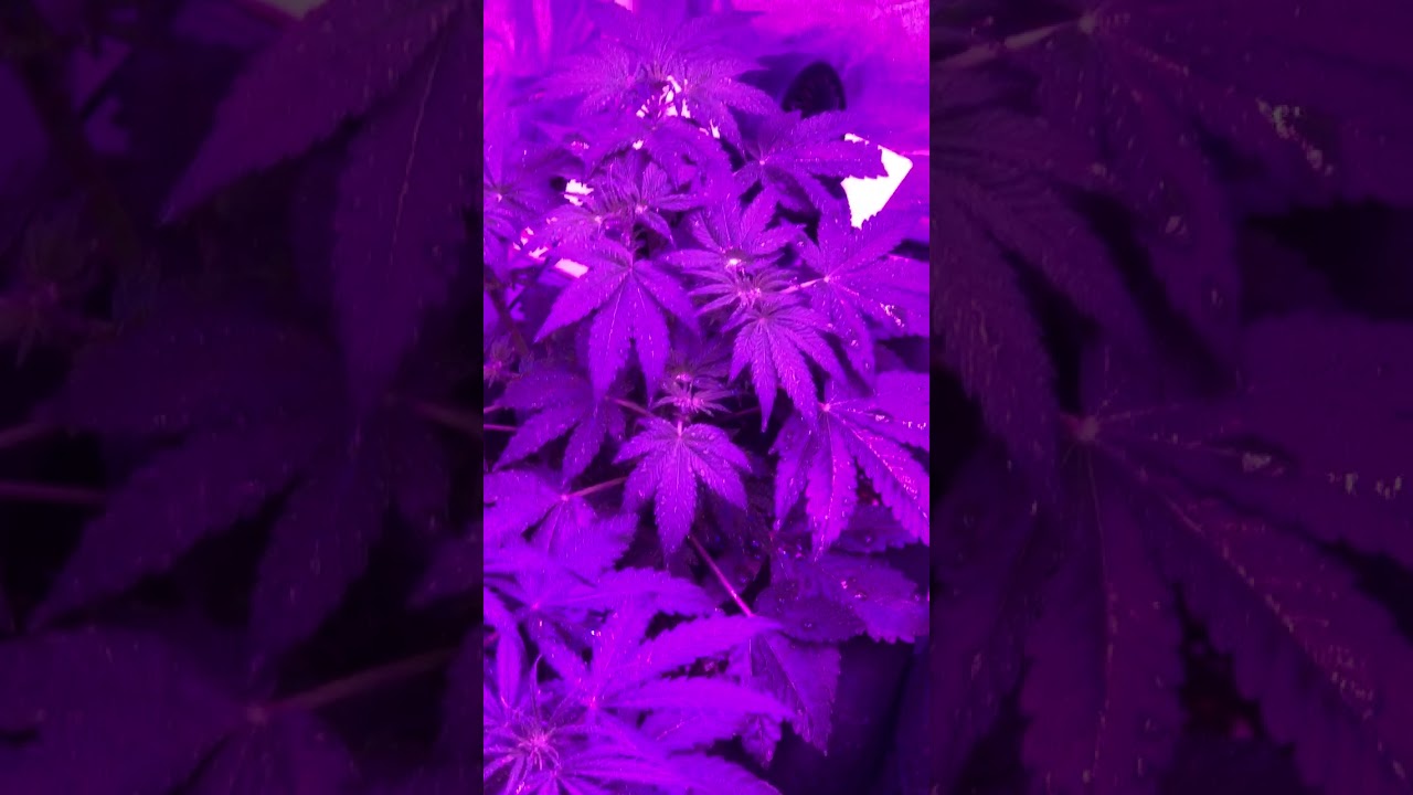 mars eco 49 autoflower grow