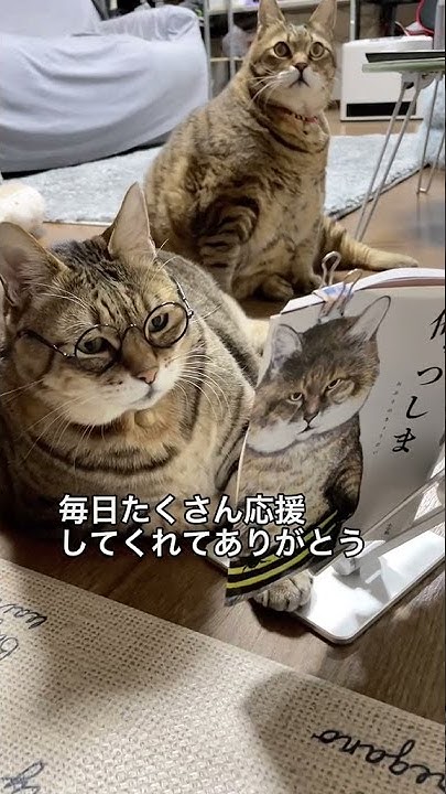 ぽちゃ猫部 猫おもしろ動画 猫のパンちゃん 猫のまめちゃん Youtube