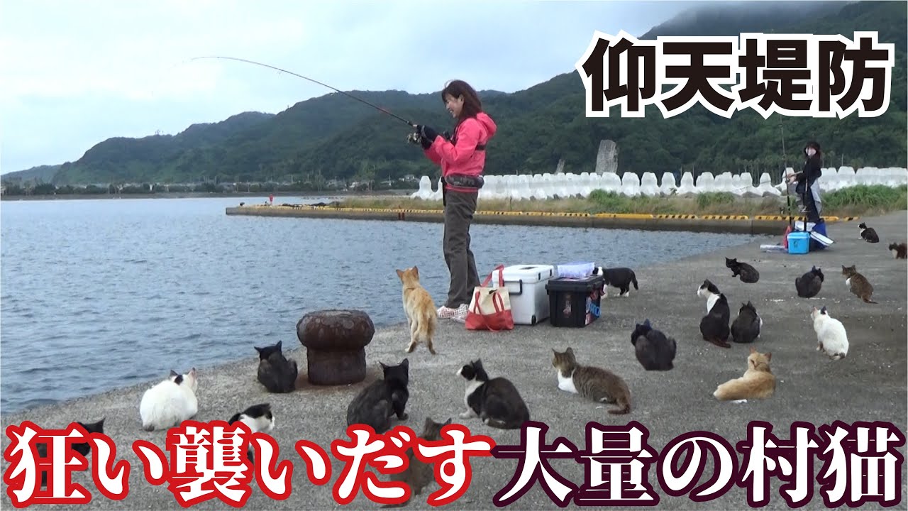 堤防仰天 釣りをしていると大量の村猫が一斉に襲いかかる瞬間をカメラはとらえた Youtube