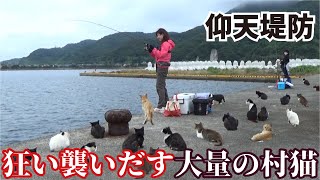 【堤防仰天】釣りをしていると大量の村猫が一斉に襲いかかる瞬間をカメラはとらえた!!!