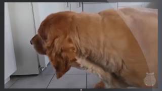 Dogs Eating Peanut Butter Compilation (Best Funny Animal Compilation)