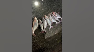 Câu vồ đém, câu cá tra sông tiền #fishing #cauca #caucatrasong #caucavodem