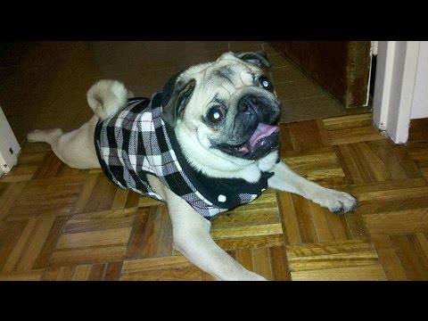 DIY DE ROPA PERRO - CAMISETA DE - YouTube