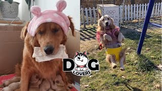 Golden Retriever Funny Videos by Dog Lovers 41 views 3 years ago 11 minutes, 26 seconds