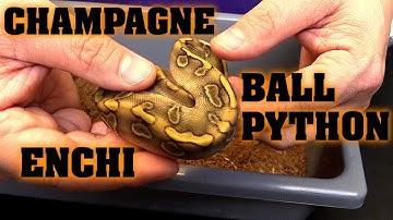 Champange and Enchi Update. Clutch #2!!