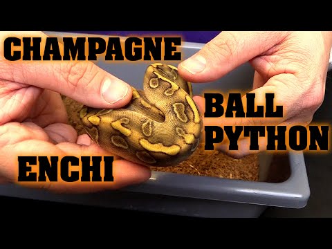 Champange and Enchi Update. Clutch #2!!