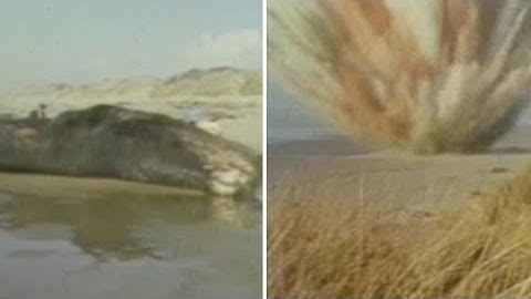 FROM THE ARCHIVES: The exploding whale of Florence, Oregon