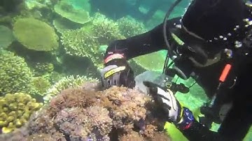 Soft Coral Spawning: 2011 Philippine Biodiversity Expedition | California Academy of Sciences