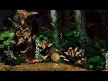 Donkey Kong Country 2 Forest Interlude Cover Em Fingerstyle By Matheus P Lima Donkey Kong Country 2 Forest Interlude Cover Em Fingerstyle By Matheus P Lima